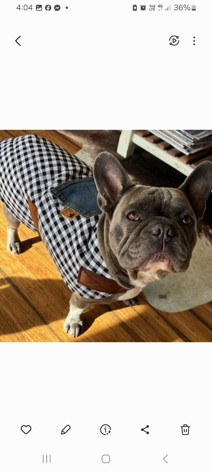 DOG COAT SIZE MEDIUM