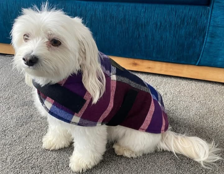 DOG COAT SIZE SMALL (Copy)