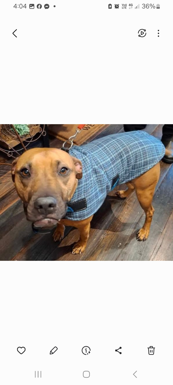 DOG COAT SIZE MEDIUM