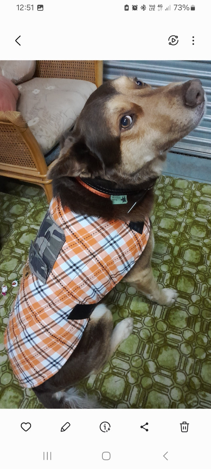 DOG COAT EXTRA LARGE 'Tough Boy'