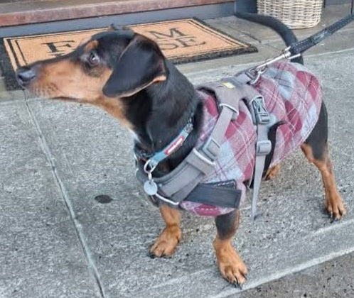 DOG COAT SIZE SMALL (Copy)