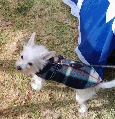 DOG COAT EXTRA SMALL (CLEARANCE)